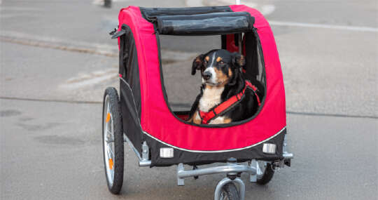 fahrradanhaenger fuer hunde 540x285